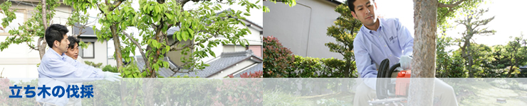 立ち木の伐採