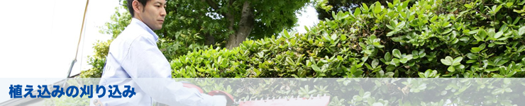 植え込みの刈り込み